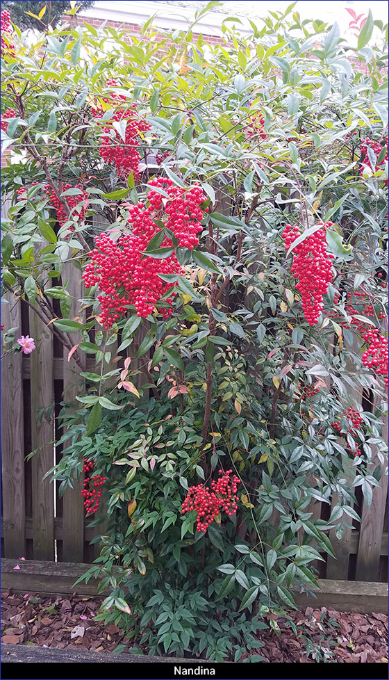 Nandina