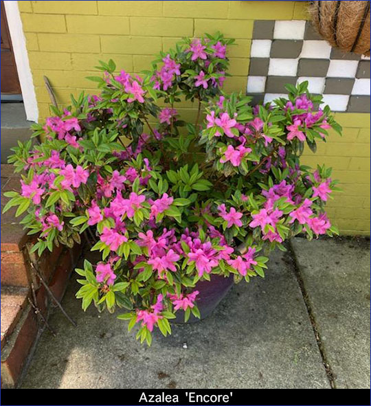 Azalea