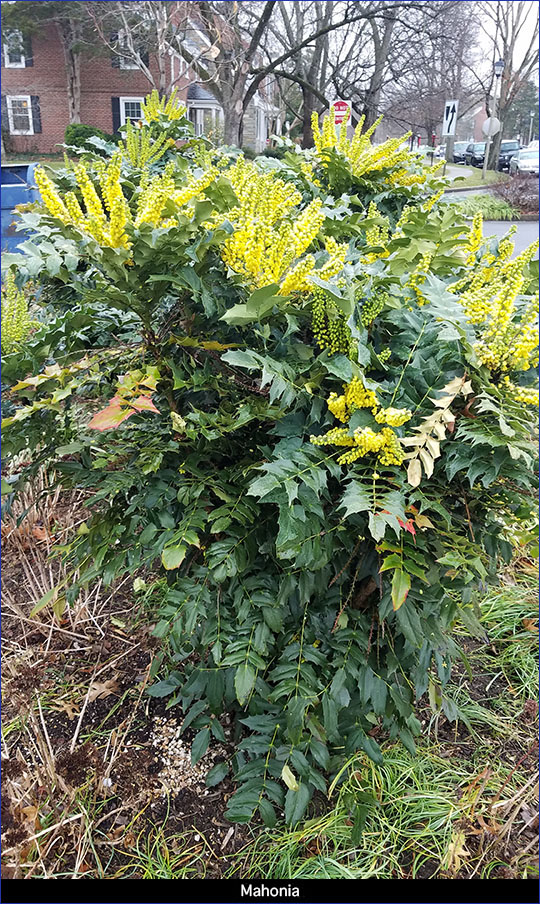 Mahonia