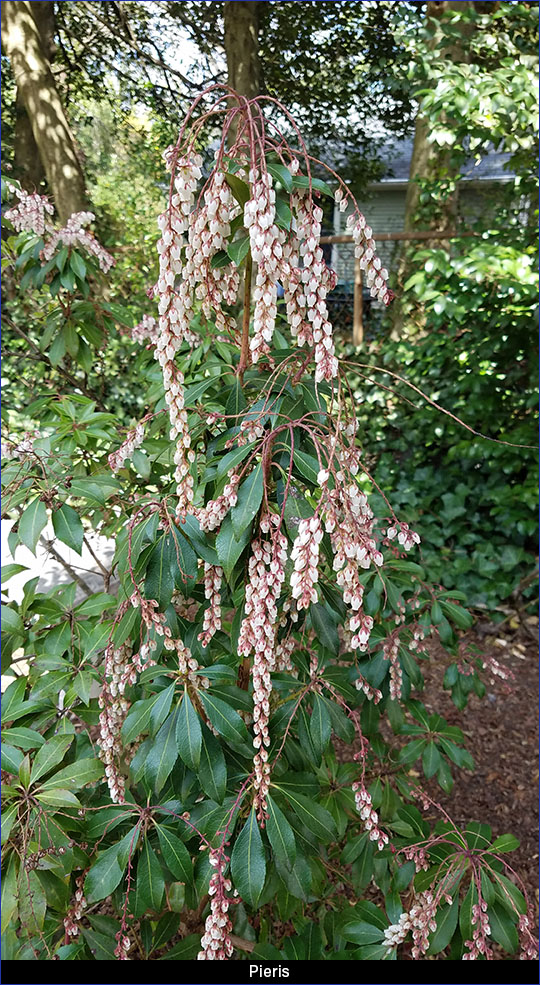 Pieris