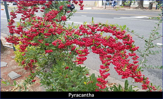 Pyracantha